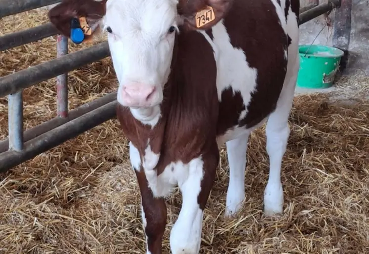 <em class="placeholder">veau montbéliard avec boucle de monitoring</em>