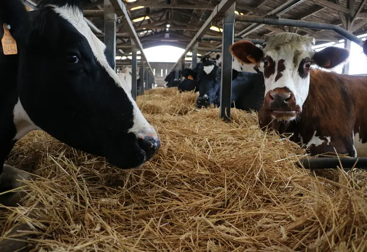 <em class="placeholder">vaches laitières dans leurs logettes paillées</em>