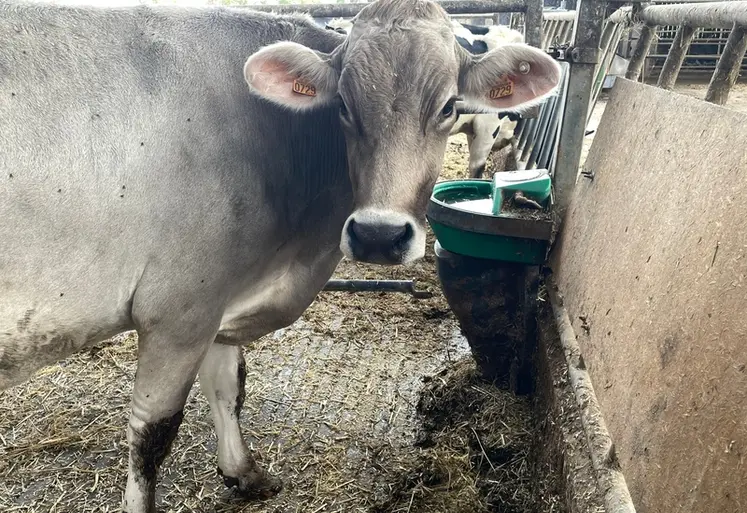 <em class="placeholder">vache devant un abreuvoir</em>