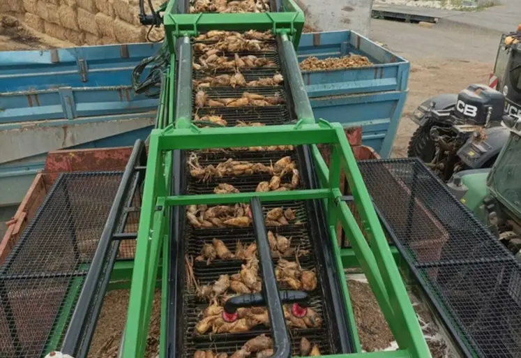 <em class="placeholder">machine Cross Elephant qui lave et épierre les betteraves</em>