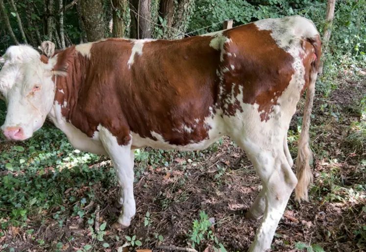 <em class="placeholder">vache atteinte par la dermatose nodulaire contagieuse (DNC)</em>