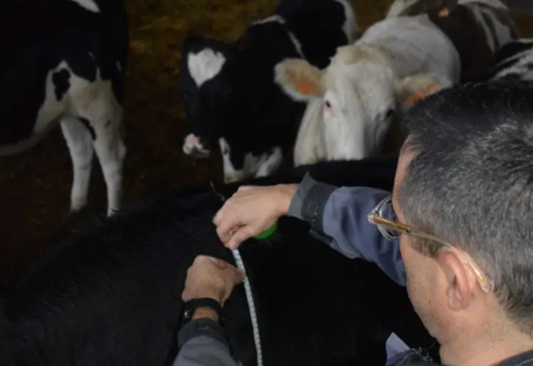 <em class="placeholder">croissance génisses ruban</em>