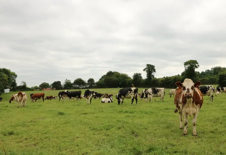 <em class="placeholder">vaches laitières bio au pâturage </em>