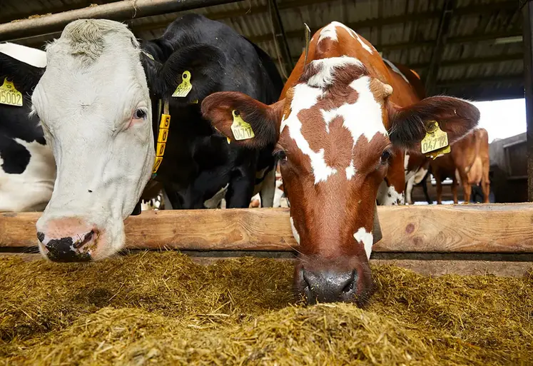 <em class="placeholder">vaches au cornadis au Danemark devant une ration </em>