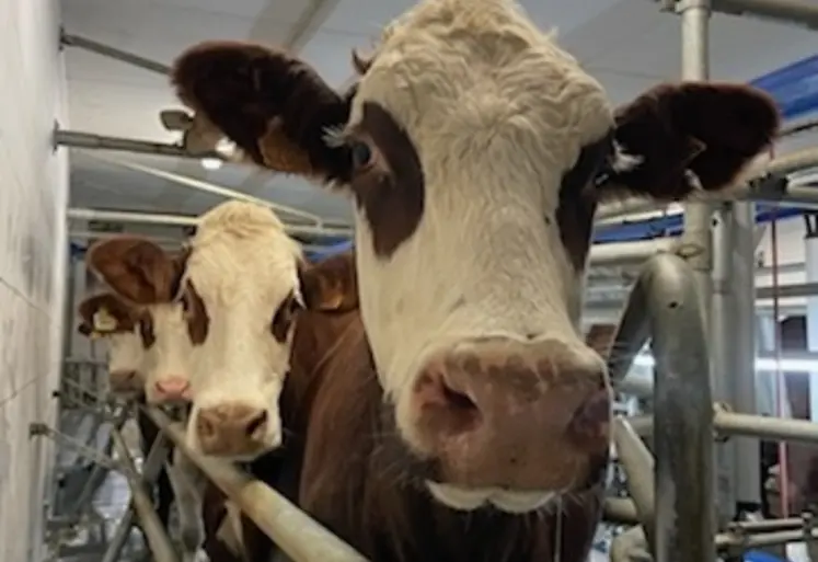 <em class="placeholder">vache de race abondance à la traite </em>