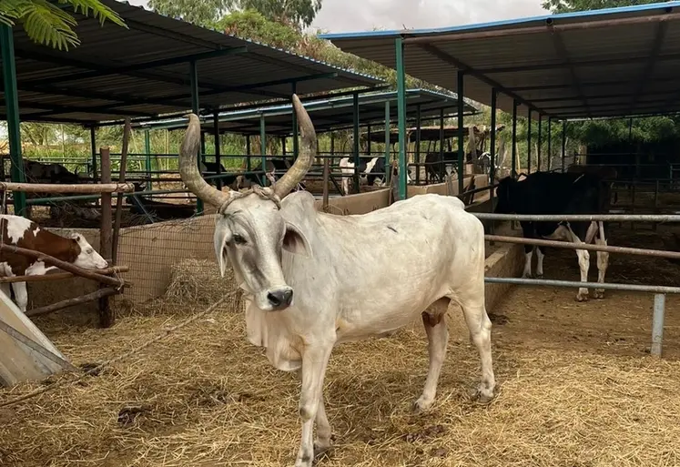 <em class="placeholder">dans un élevage du Sénégal, bovins laitiers de race locale et de race française</em>