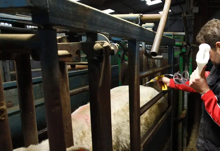 <em class="placeholder">vaccination d'un bovin </em>