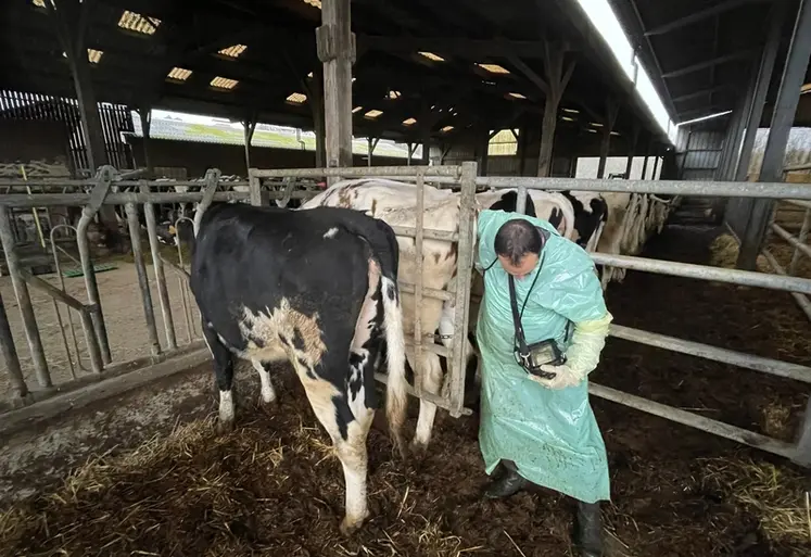 <em class="placeholder">fouille et échographie d'une vache</em>