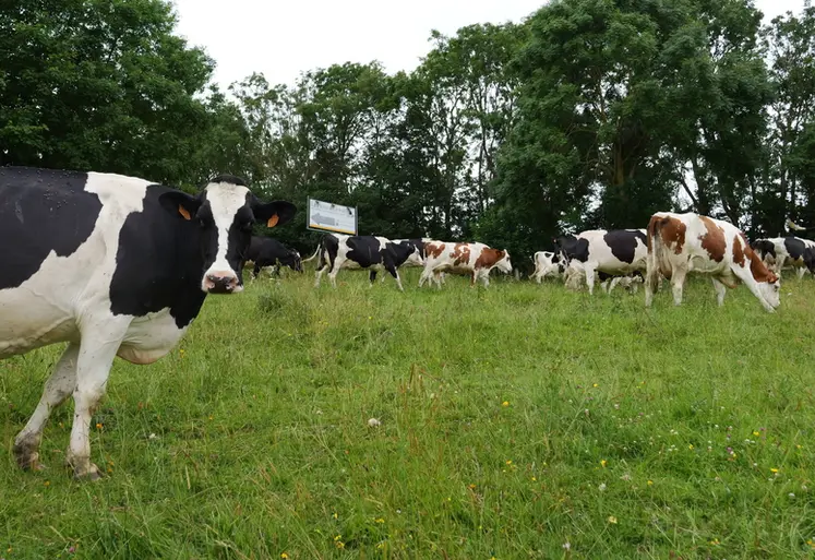 <em class="placeholder">vaches laitières au pâturage en Normandie, races prim’Holstein et montbéliardes</em>