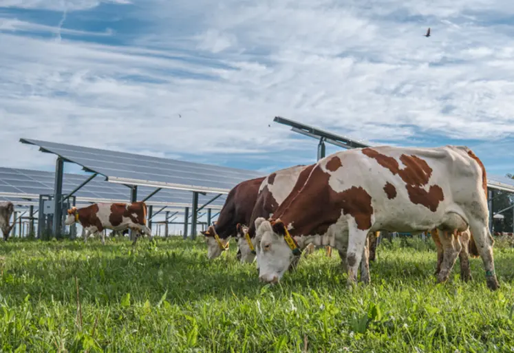 <em class="placeholder">vaches laitières qui pâturent sur un site agrivoltaïque</em>