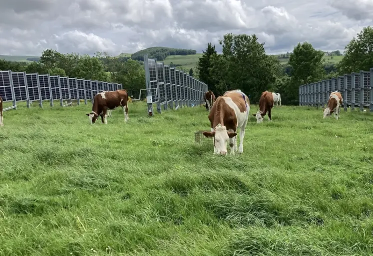 <em class="placeholder">Laqueuille centrale agrivoltaïque de panneaux verticaux fixes, sur prairie et avec bovin</em>