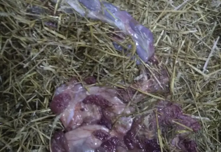 <em class="placeholder">délivrance dans l’aire paillée </em>