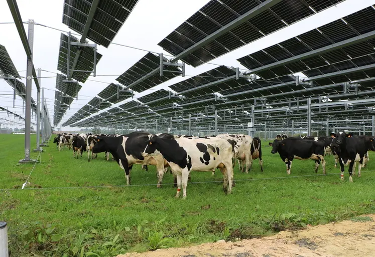<em class="placeholder">Vaches prim'Holstein au pâturage, sous une canopée agrivoltaïque</em>