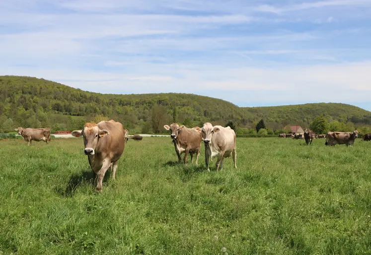 <em class="placeholder">Troupeau de vaches laitières de race brune, au pâturage. Prairie permanente. Zone de piémont en Côte d'Or, en Bourgogne. </em>