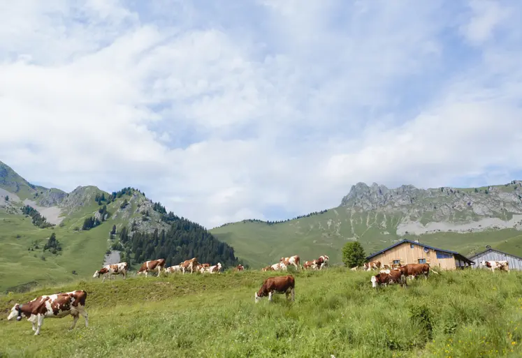 Troupeau de vaches Montbéliardes en alpage