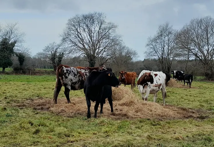 <em class="placeholder">Vaches laitières en train de manger une balle dans un pâturage en bale grazing</em>