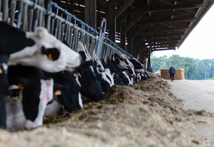 <em class="placeholder">vaches s'alimentant au cornadis</em>