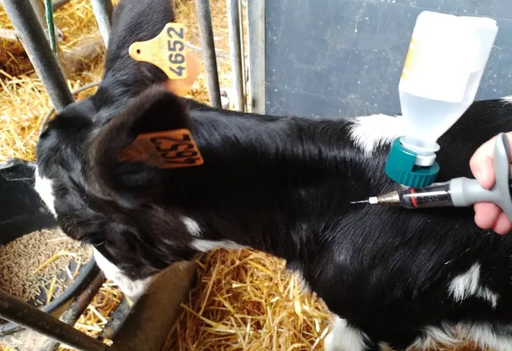 <em class="placeholder">veau prim'Holstein en train d'être vacciné contre la DNC</em>