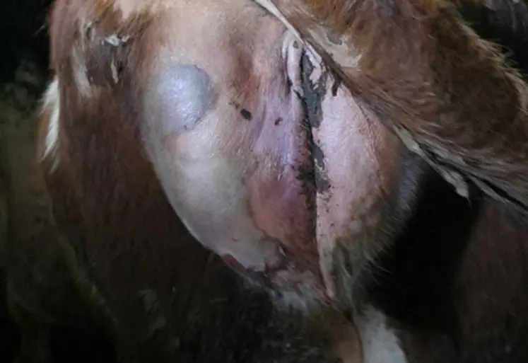 <em class="placeholder">Gangrène sur une vache laitière après vêlage à J5 post-vêlage : sillon disjoncteur bien visible, coloration bleu/violacée</em>