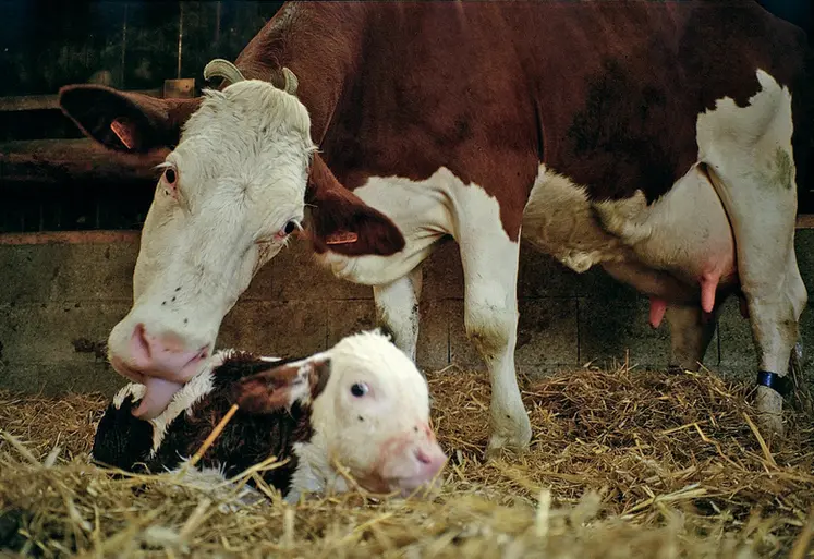 <em class="placeholder">Vache montbéliarde et son veau nouveau-né</em>