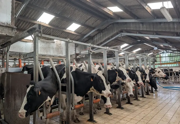 <em class="placeholder">traite des vaches laitières de la ferme expérimentale de Trévarez dans le Finistère</em>
