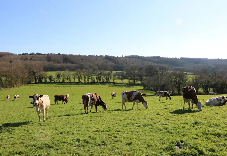 <em class="placeholder">vaches croisées au pâturage</em>
