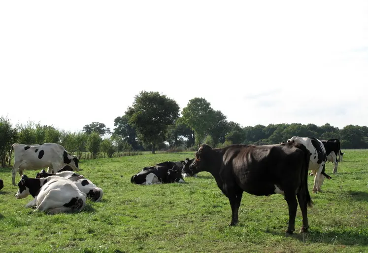 <em class="placeholder">vaches laitières croisées Prim'Holstein Jersiaise, en Mayenne, élevage bio. </em>
