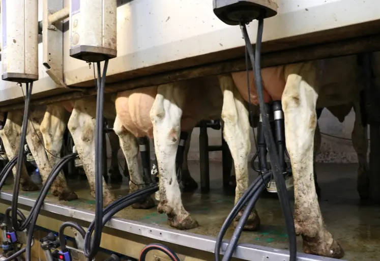 vaches à la traite