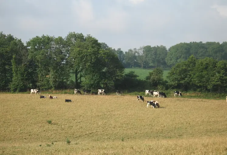 <em class="placeholder">Bovins lait / sÃ©cheresse / prairie dessÃ©chÃ©e / troupeau laitier au pÃ¢turage en Poitou-Charentes</em>