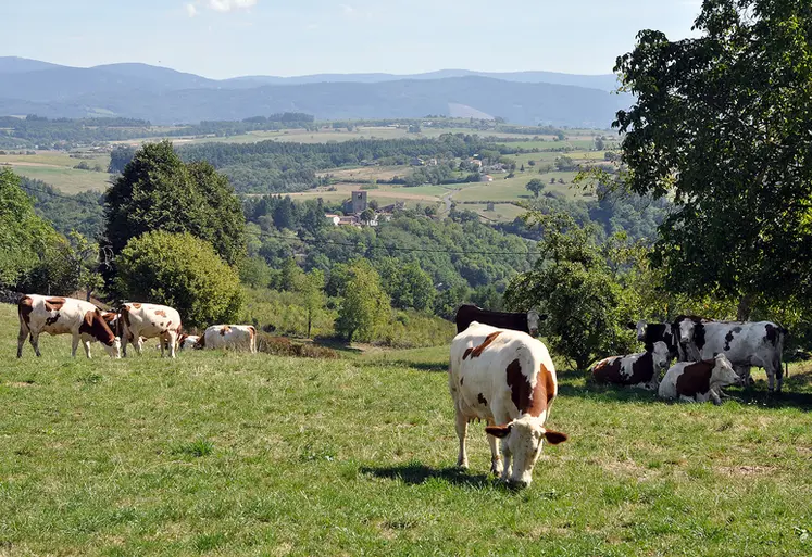 <em class="placeholder">Vaches laitières au pâturage au Gaec des deux clos en Auvergne. élevage laitier. production laitière.</em>