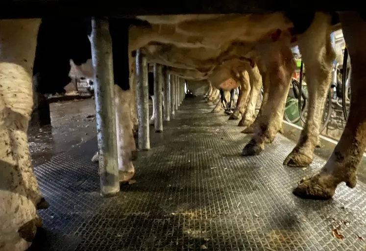 <em class="placeholder">Vaches sur le quai de traite d'une TPA 2X12</em>