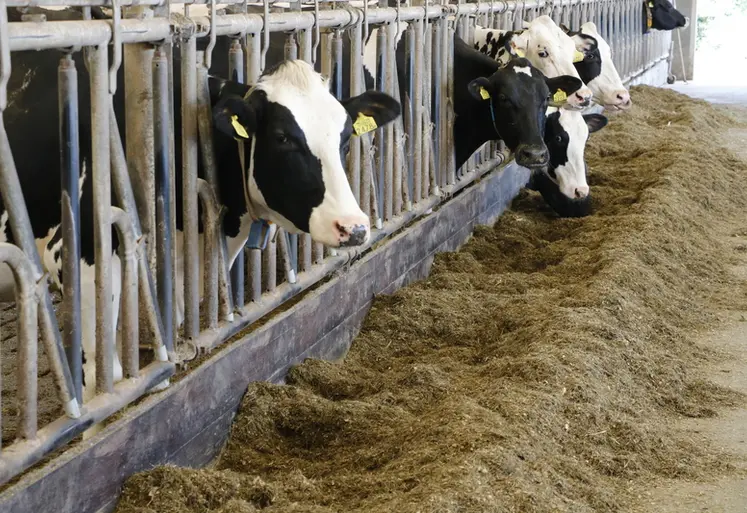 <em class="placeholder">Vaches prim'Holstein aux cornadis dans une exploitation des Pays-Bas</em>
