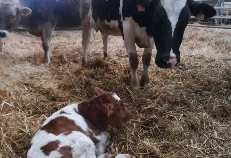 <em class="placeholder">vache ayant vêlé et son veau</em>