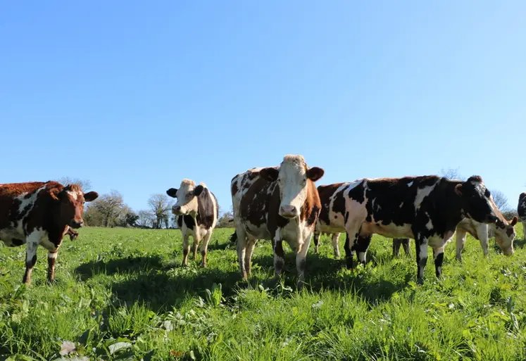 <em class="placeholder">vaches laitières croisées au pâturage en bio</em>