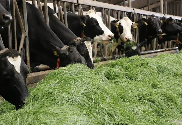 <em class="placeholder">Vaches prim'Holstein à l'auge affouragées en vert </em>