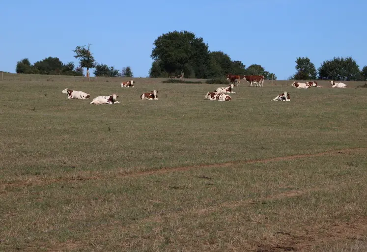 <em class="placeholder">vaches laitières au pâturage en été</em>