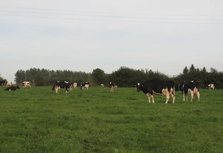 <em class="placeholder">IMG_6754 / élevage bovin. bovins lait. troupeau laitier au pâturage.  prairie permanente. herbe.</em>