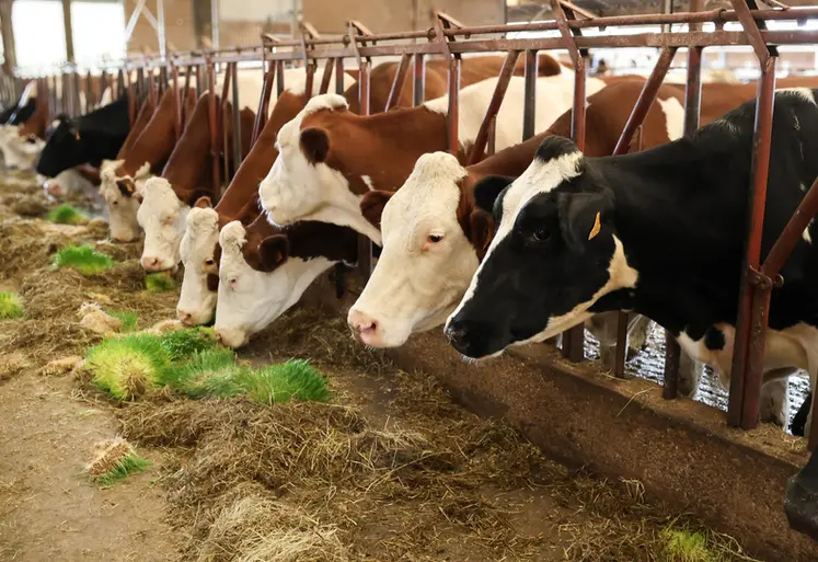 <em class="placeholder">Cet été, malgré la sécheresse, les vaches ont continué de recevoir quotidiennement 3 kilos de matière sèche de fourrage vert.</em>