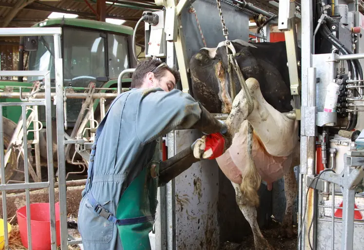 <em class="placeholder">Pieter Geboers, vétérinaire dans la Meuse intervenant sur le pied d'une vache</em>