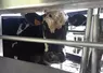 vache dans un robot de traite