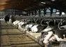 stabulation logettes robotisée 290 vaches laitières conduites en deux lots Bretagne 