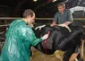 Bovins lait / vétérinaire rural en intervention chez un éleveur laitier / vache sur le point de vêler / vêlage / césarienne