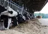 Vaches s'alimentant au cornadis