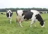 vache laitière qui broute de l'herbe