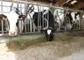 Dans les cinq fermes laitières du Grand Ouest ayant testé le Bovaer, les éleveurs n'ont observé aucun changement de comportement des vaches à l'auge. 