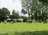 vaches laitières au pâturage dans une prairie en Pays de la Loire