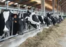 Vaches laitières devant leur ration de fourrage