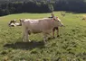 Vache villarde au pré