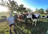 éleveurs devant leurs vaches sur une parcelle pâturée