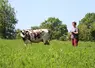 En début de saison de pâturage, les vaches font le tour des paddocks en 40 à 45 jours, pour tout déprimer. En pleine saison, elles reviennent tous les 21 jours. 